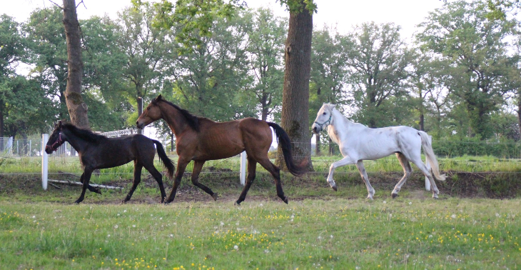 Paardenhulp