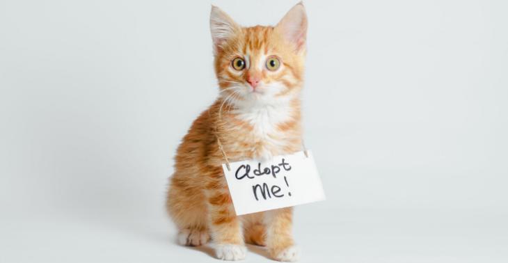 Adoptie katten???‍⬛