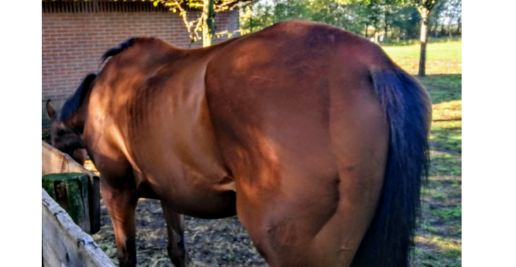 Operatie verwaarloosd paard