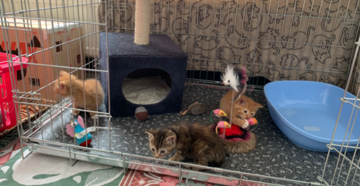 Inzamelingsactie Kittenopvang asiel