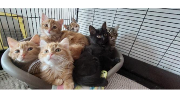 Steun voeding & medicatie weeskittens