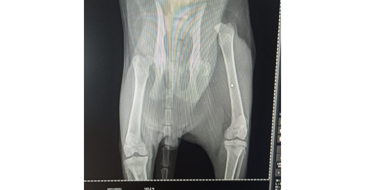 My nana's cat got run over by a car. 