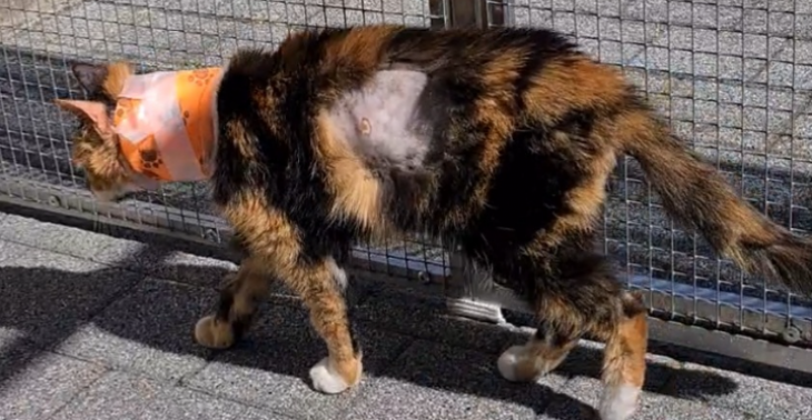 Help Spook vechten tegen FIP