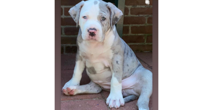 Steun honden kennel