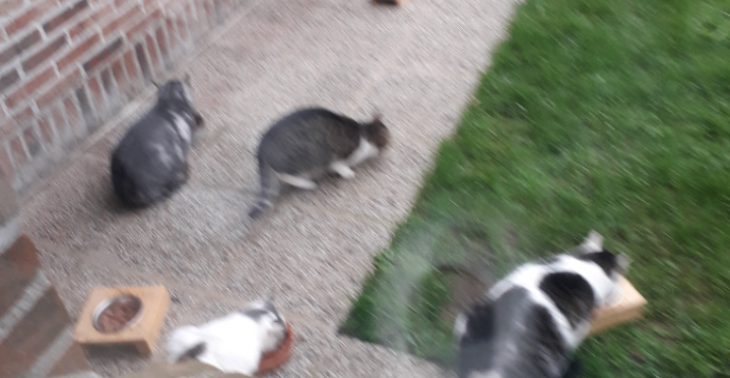 Straatkatjes