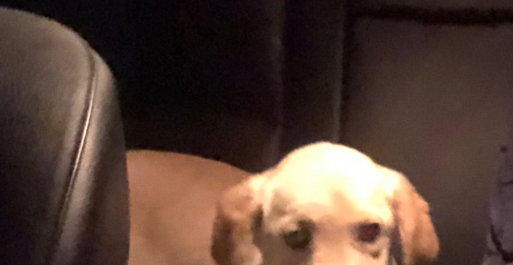 wie kan mij helpen aub met mijn labrador pups