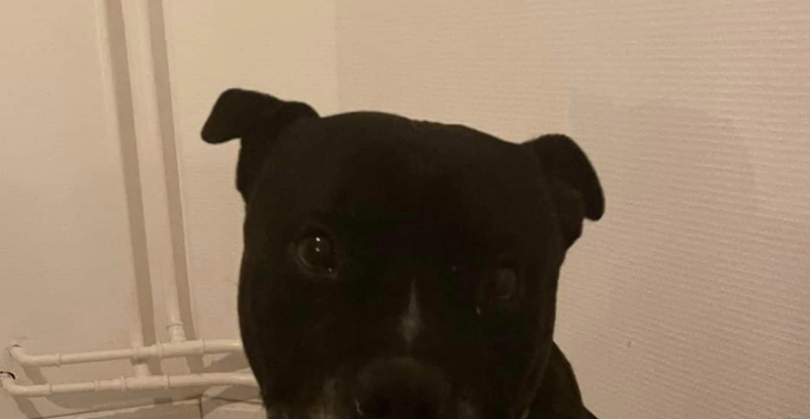 Hond