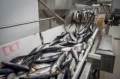 haring verdient bescherming