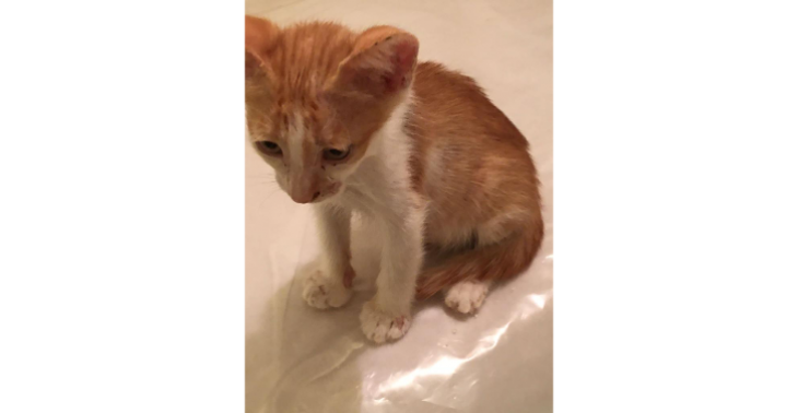 Sterilisation of streetcats