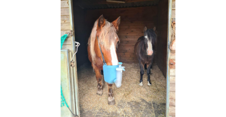 Dure behandeling/medicatie/supplementen pony en paard