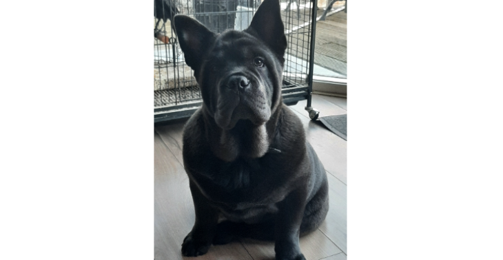 Help mijn pup