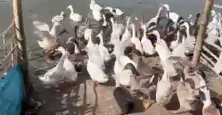 Save the ducks
