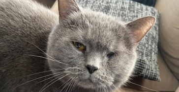 Help Balou & red zijn laatste oogje!!! 