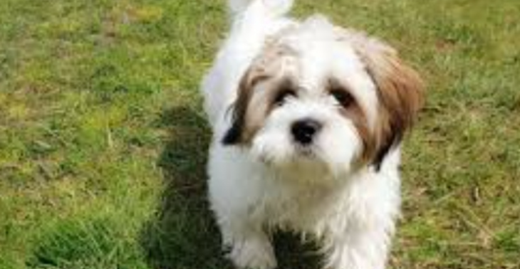 Zieke hond
