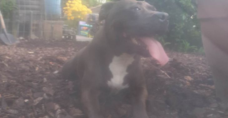 Crematie hond