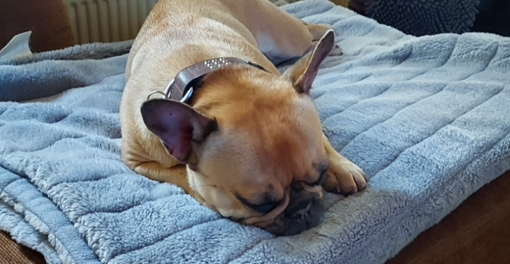 Hond jesse