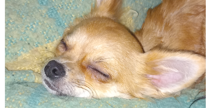 Chihuahua van 8 maanden overleden