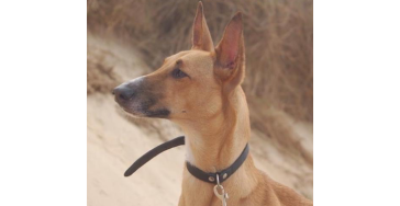 Help de spoedoperatie van Lou te betalen 
