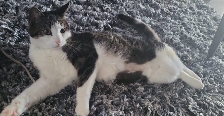 Help Muis om weer fijn te kunnen plassen.