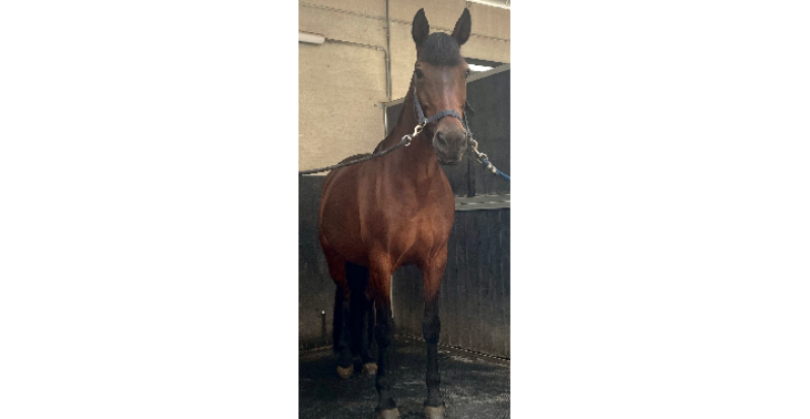 Kreupel paard