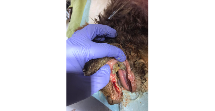 Help de broodfokhondjes 