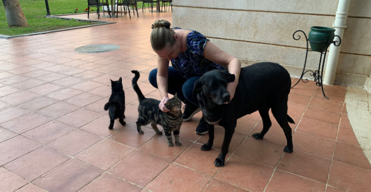Hulp voor dieren in Turkije te steriliseren 