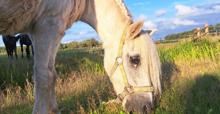 Paard kopen