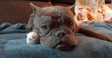 Iggy's zoektocht