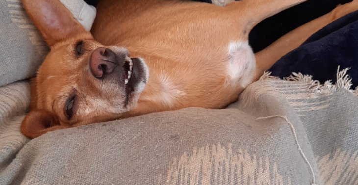 help Careltje 