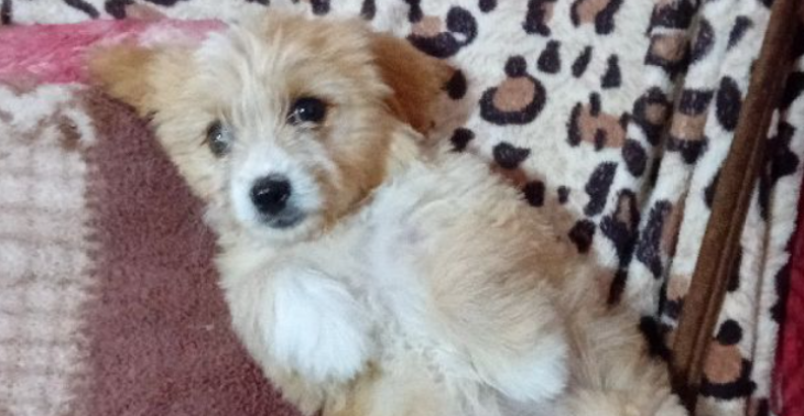 HELP MIJ OM DEZE HOND TE REDDEN