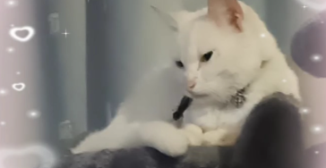 DRINGEND BLOEDTRANSFUSIE Levenslustige kat 