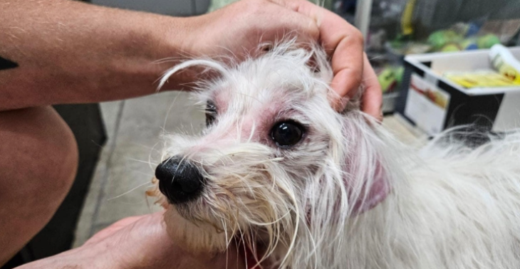 Help onze Maltezer!