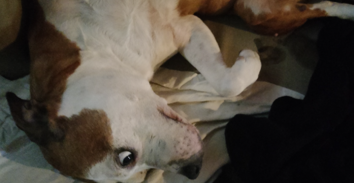 Help onze angel aub