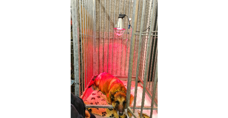 Help roxy met haar operatie