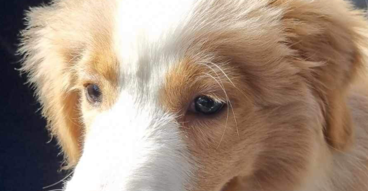 Help mijn hondje