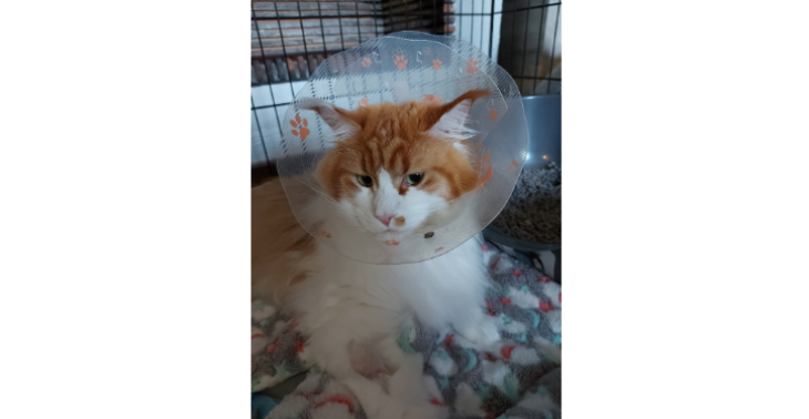 Igor maine coon rood wit