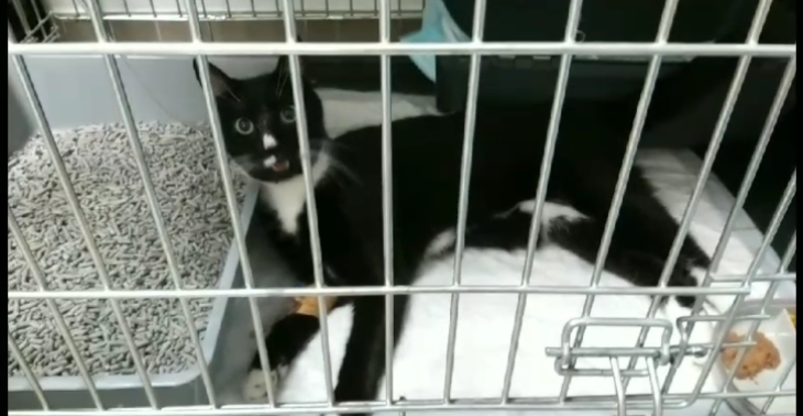 Steun Dobby. Poes gewond binnen gebracht bij dierenarts.