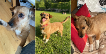 Basi's Battle: Join our dog's Road to Recovery