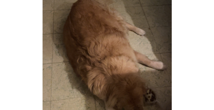 Operatie aan heup en kruisbanden  voor 3 jarige golden retriever?❤️