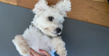 Help Max Walk: Support Our Campaign for Max's Surgery
