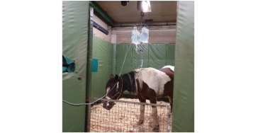 Help je onze pony Trooper ? Ze is de lijm van ons gezin.