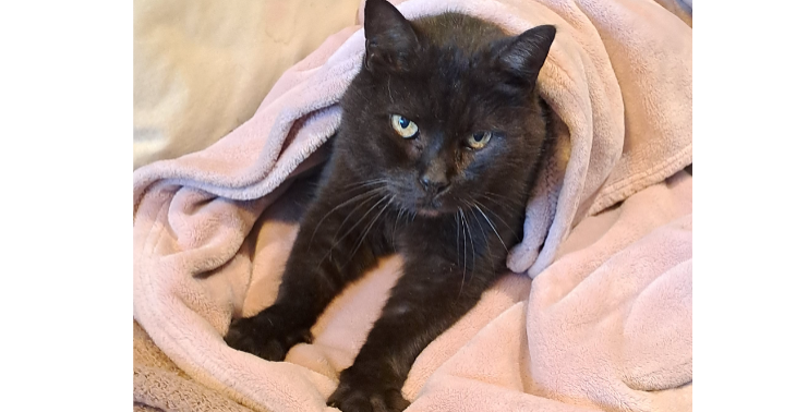 Adoptie katje