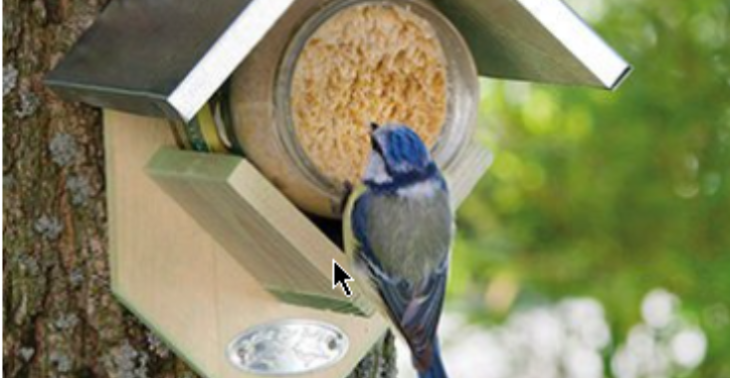 Buiten Vogels