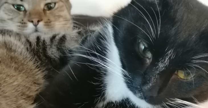 Balou VS Deadly FIP virus