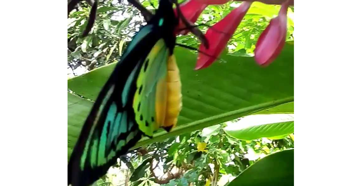 Butterfly Ranching Ornithoptera Poseidon Priamus Birdwing..