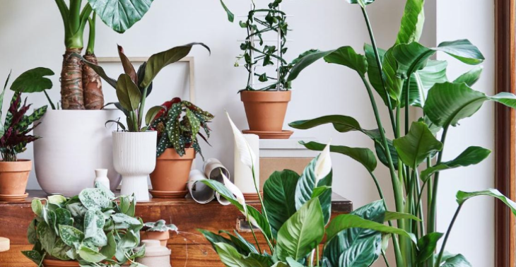 HELP SGH AAN PLANTEN 