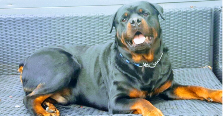 HELP ZIEKE HOND AAN OPERATIE