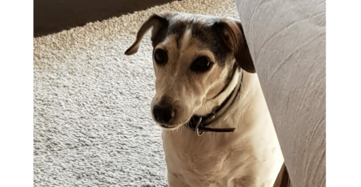 Onze hond Bensy is 18 jaar 
