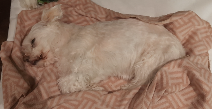 Help ons om een afscheid te kunnen nemen van tinny