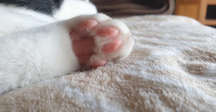 "DierenThuis: Een Veilige Haven voor Autisme"